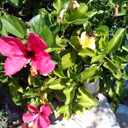 Rodos Paradise Κοσκινού