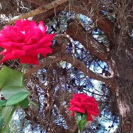 Rodos Paradise Koskinou (Rhodes)